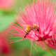 Illustration for article titled More Shooting With The Minolta Lens (UPDATED! Now With More Bees!)